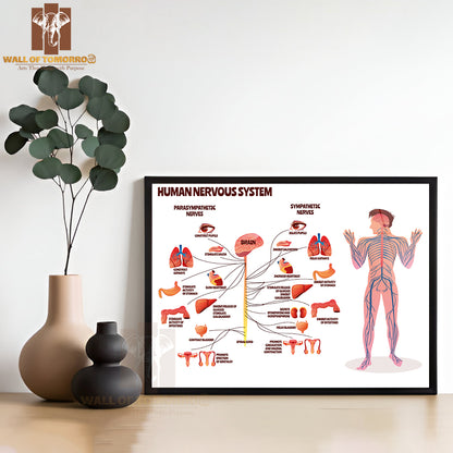 Man, Body with Brain Parasympathetic and Sympathetic Nerves Chain for Neurology Medical Infographic Educational High Quality Glass Frame Wall Décor