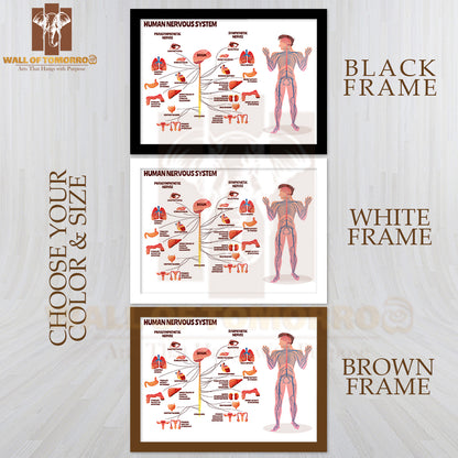 Man, Body with Brain Parasympathetic and Sympathetic Nerves Chain for Neurology Medical Infographic Educational High Quality Glass Frame Wall Décor