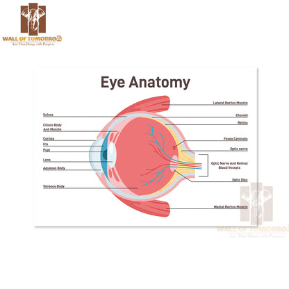Eye Anatomy. Human Vision Organ Cross Section Anatomical Structure Educational High Quality Unframed Poster Print & Waterproof Poster Print Wall Décor