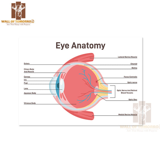 Eye Anatomy. Human Vision Organ Cross Section Anatomical Structure Educational High Quality Unframed Poster Print & Waterproof Poster Print Wall Décor