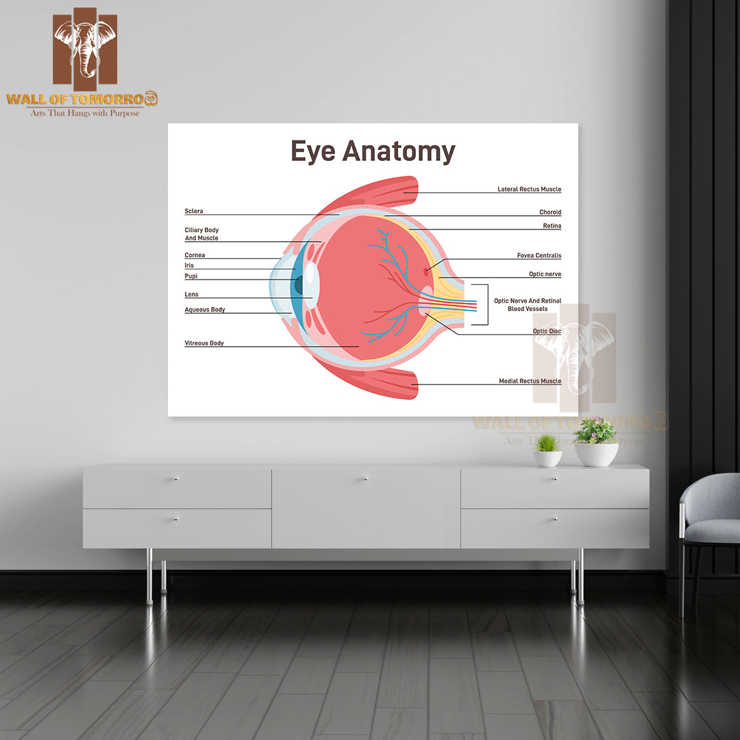 Eye Anatomy. Human Vision Organ Cross Section Anatomical Structure Educational High Quality Unframed Poster Print & Waterproof Poster Print Wall Décor