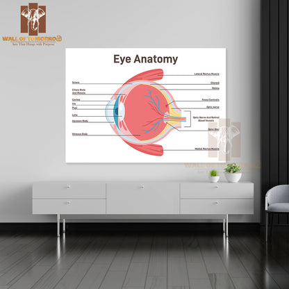 Eye Anatomy. Human Vision Organ Cross Section Anatomical Structure Educational High Quality Unframed Poster Print & Waterproof Poster Print Wall Décor