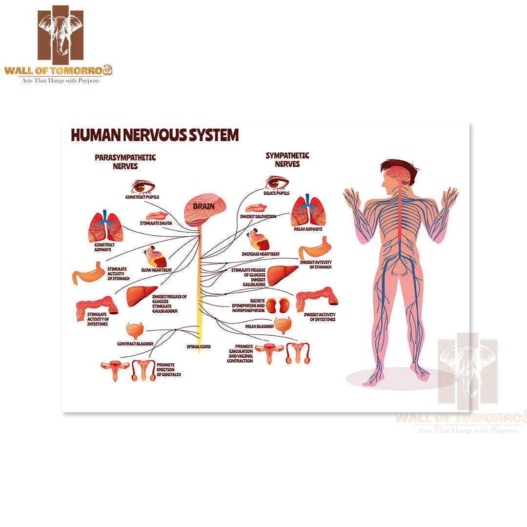 Man, Body with Brain Parasympathetic and Sympathetic Nerves Chain for Neurology Medical Infographic Educational High Quality Unframed Poster Print & Waterproof Poster Print Wall Décor