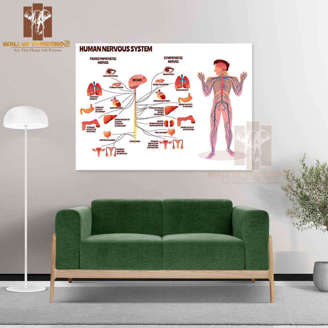 Man, Body with Brain Parasympathetic and Sympathetic Nerves Chain for Neurology Medical Infographic Educational High Quality Unframed Poster Print & Waterproof Poster Print Wall Décor