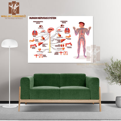 Man, Body with Brain Parasympathetic and Sympathetic Nerves Chain for Neurology Medical Infographic Educational High Quality Unframed Poster Print & Waterproof Poster Print Wall Décor